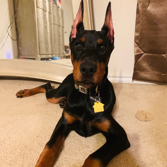 Meet your Posher, Danielle - Picture 1 of 1